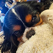 Unik Moka a rejoint le concours — aidez-le/la à gagner de superbes lots ! animal, black_fur, brown_fur, cavalier_king_charles_spaniel, close_up, cozy, cute, dog, eye, fluffy_blanket, fur_texture, indoor, nose, pet, resting, sleepy, snuggled, soft_lighting, tricolor_fur, white_fur