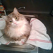 Pussycat participe au concours pour gagner de l'argent avec cette photo :