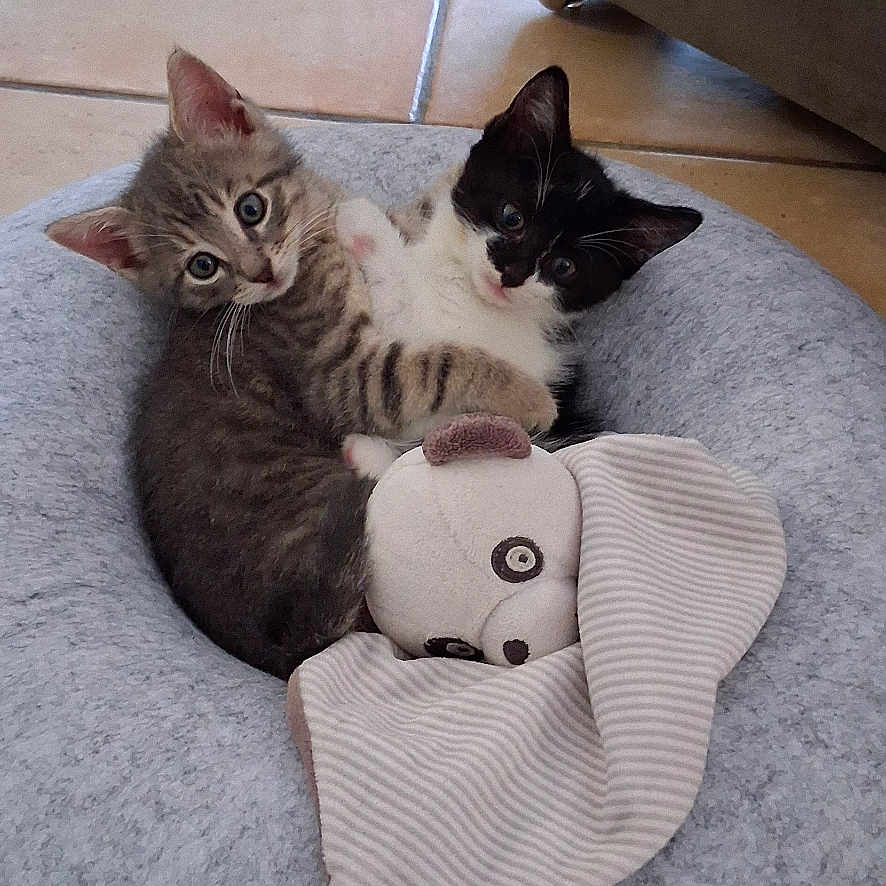 Chouquette Et Sylver a rejoint le concours — aidez-le/la à gagner de superbes lots ! animal, black_and_white_cat, cat, cozy, cuddle, cute, ears, fur, gray, indoor, kitten, pet_bed, plush_toy, resting, small, striped_blanket, tabby_cat, tile_floor, whiskers, young