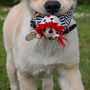 Iska participe au concours pour gagner de l'argent avec cette photo : puppy, dog, toy, red_yarn, grass, outdoor, close_up, walking, collar, cute, pet, animal, playful, fur, nose, mouth, ears, young_dog, focus, nature