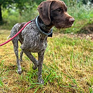 Max participe au concours pour gagner de l'argent avec cette photo : dog, canine, leash, collar, grass, outdoor, nature, field, pet, animal, walking, brown, fur, ears, snout, alert, side_view, standing, greenery, summer