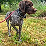 dog, canine, leash, collar, grass, outdoor, nature, field, pet, animal, walking, brown, fur, ears, snout, alert, side_view, standing, greenery, summer