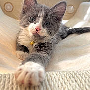 Tiptoe joined the competition — help win amazing prizes! kitten, cat, gray_cat, white_paws, stretching, paw, collar, golden_bell, curious, indoor, sunlight, window, soft_surface, cream_color, whiskers, fur, cute, pet, animal, relaxed