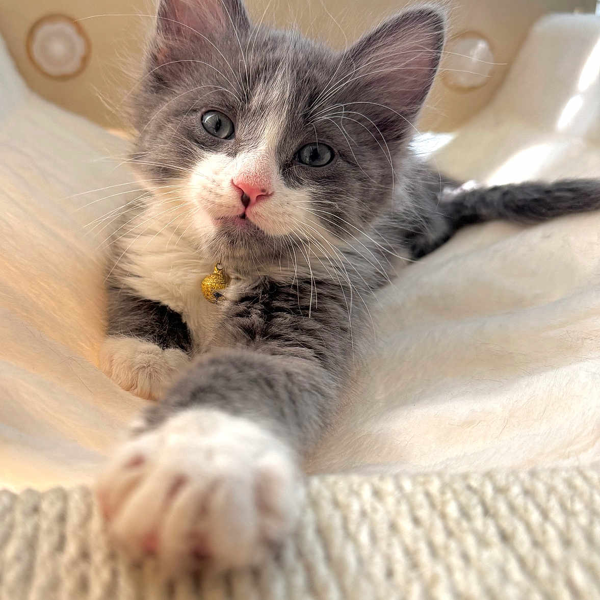 Tiptoe joined the competition — help win amazing prizes! kitten, cat, gray_cat, white_paws, stretching, paw, collar, golden_bell, curious, indoor, sunlight, window, soft_surface, cream_color, whiskers, fur, cute, pet, animal, relaxed