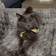 Drogo joined the competition — help win amazing prizes! cat, gray_cat, bow_tie, blanket, cozy, indoor, furniture, couch, table, living_room, pet, feline, relaxed, plush, comfortable, domestic_animal, cute, animal, soft, resting
