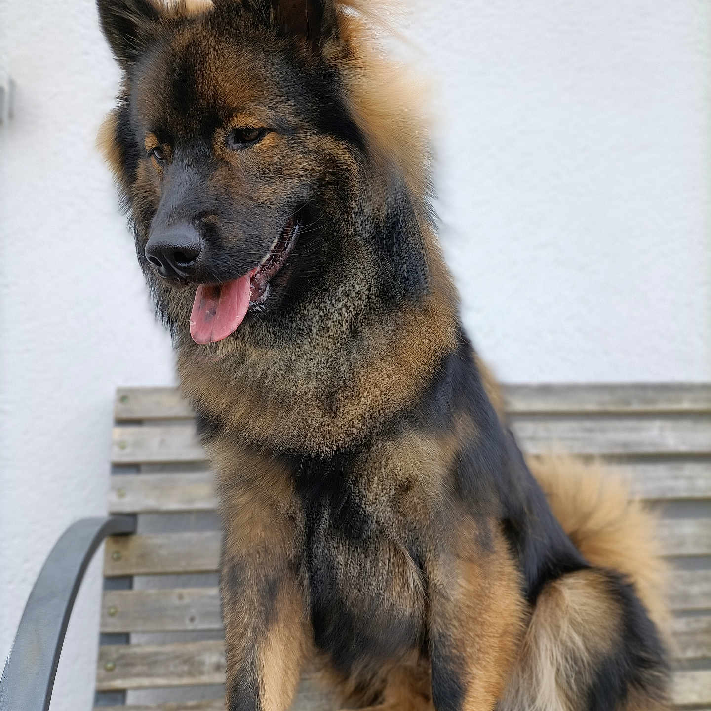 Uno participe au concours pour gagner de l'argent avec cette photo : animal, canine, dog, germanshepherd, pet, policedog, puppy