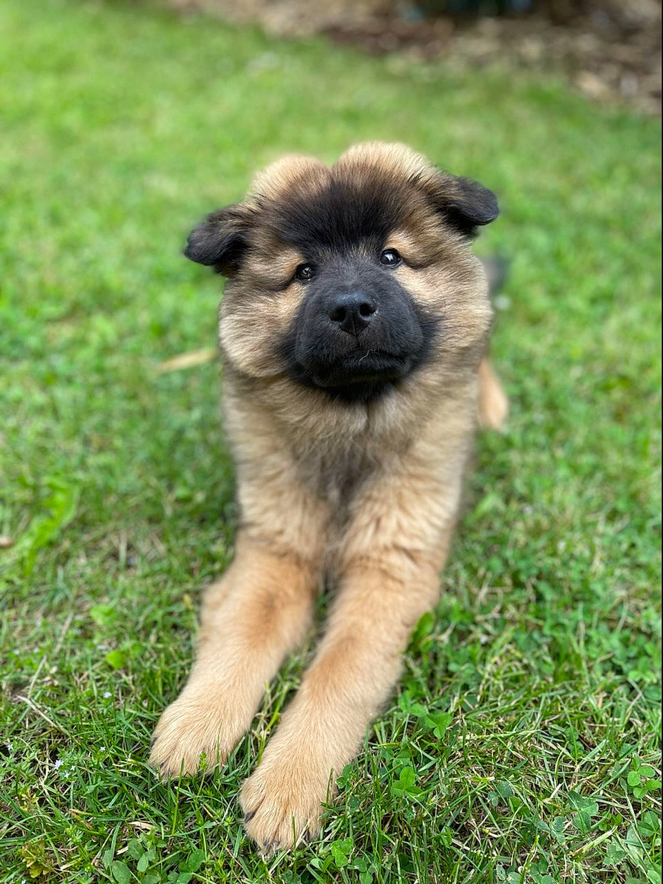 Togo participe au concours pour gagner de l'argent avec cette photo : canidae, carnivore, companion_dog, dog_breed, fawn, fur, grass, grassland, plant, savanna, snout, sporting_group, terrestrial_animal, whiskers, wildlife