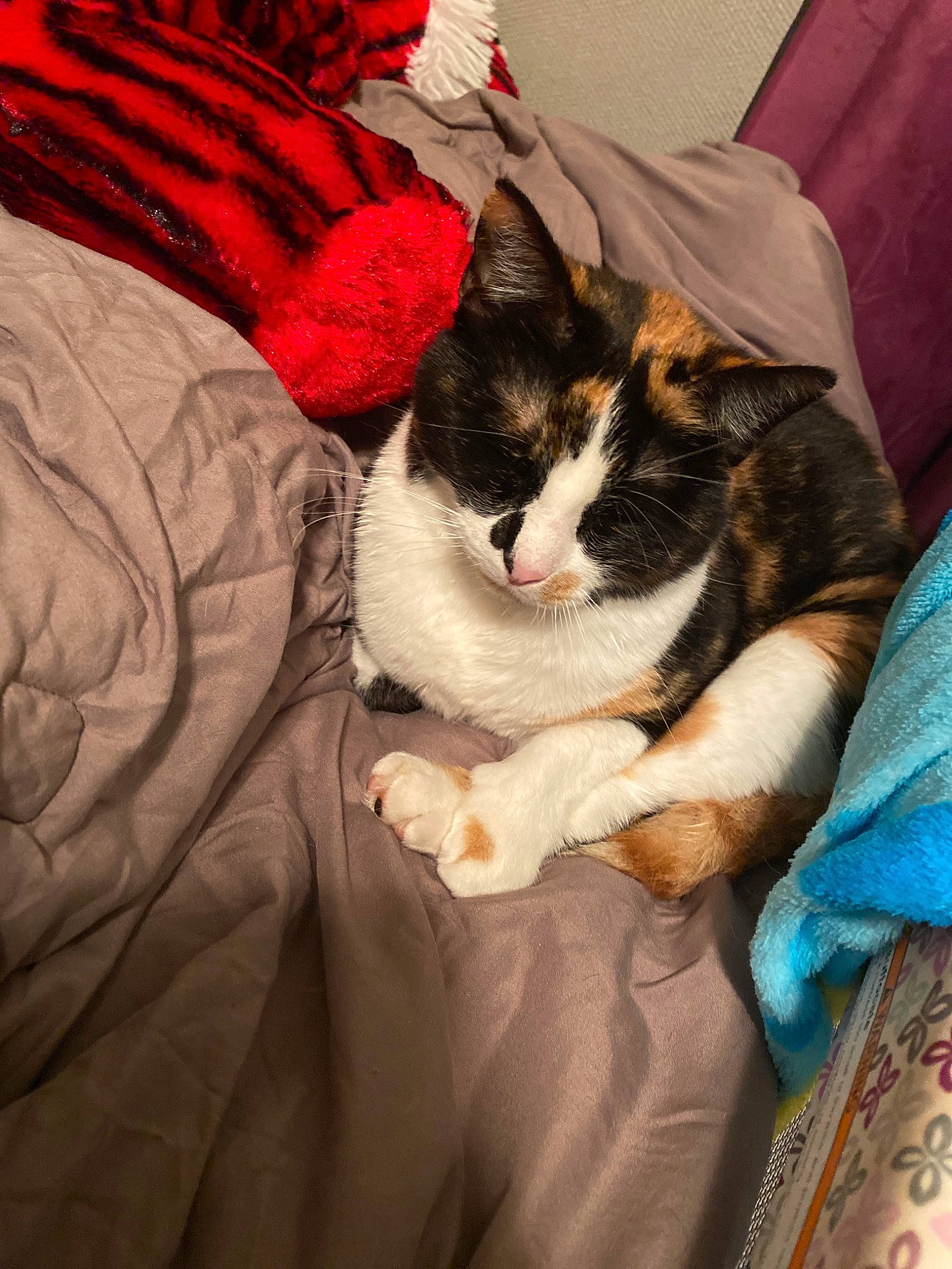 Alex joined the competition — help win amazing prizes! carnivore, cat, claw, fawn, felidae, fur, kitten, lap, nap, paw, small_to_medium_sized_cats, tail, whiskers