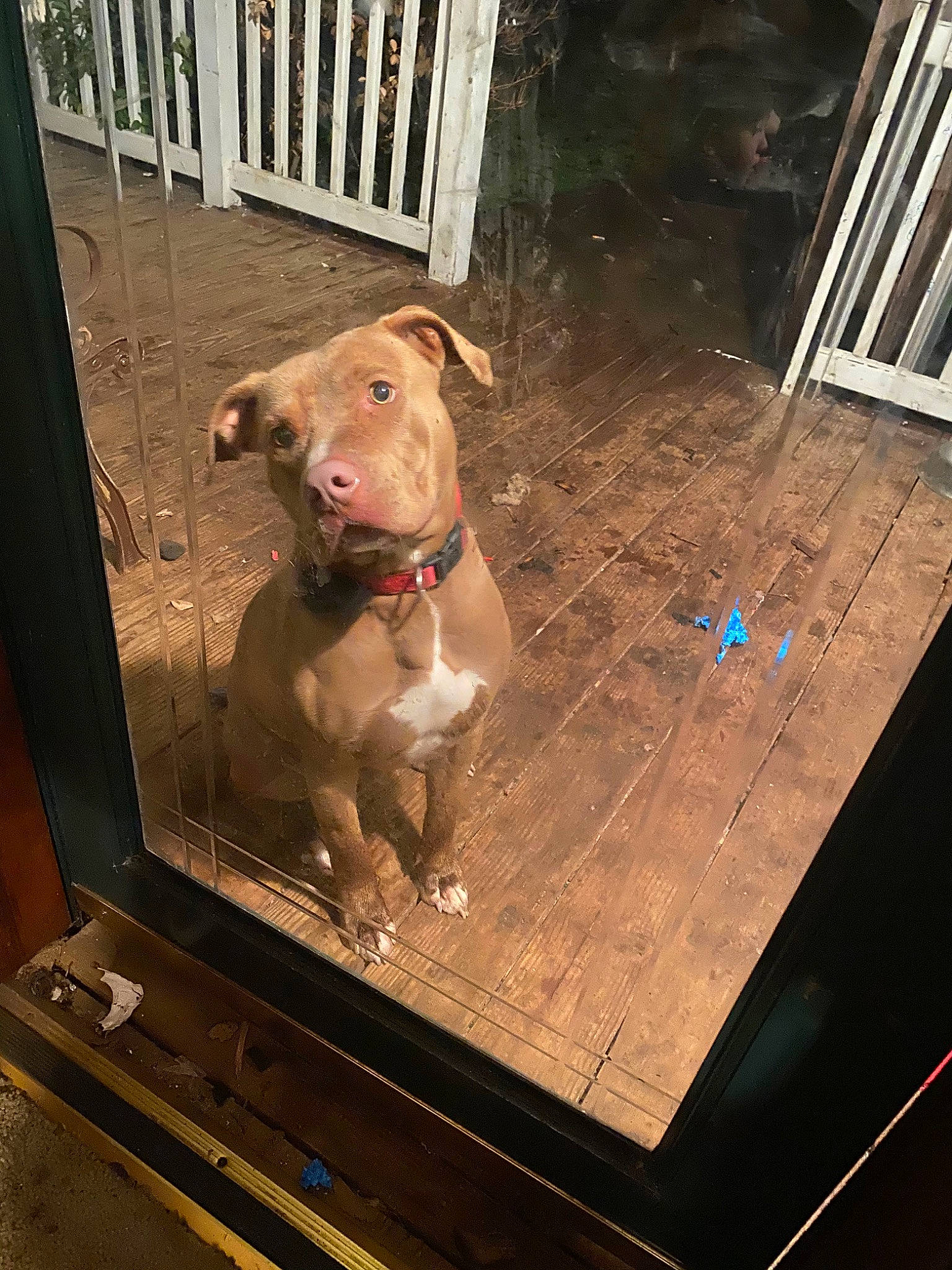 Tex is registered to the contest to win money with this photo: american_bulldog, american_pit_bull_terrier, canidae, carnivore, dog, dog_breed, fawn, floor, non_sporting_group, pit_bull, snout, sporting_group, weimaraner