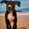 puppy, dog, beach, sand, ocean, waves, sky, clouds, black_and_white, young_dog, outdoor, animal, pet, playful, ears, walking, nature, summer, cute, canine
