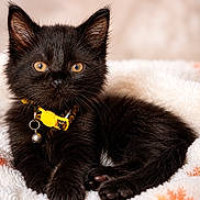 Morgan is registered to the contest to win money with this photo: black_cat, kitten, yellow_collar, bell, fluffy_blanket, snowflake_pattern, orange, red, soft_texture, cute, pet, animal, feline, indoor, portrait, relaxed, close_up, young_animal, fur, eyes