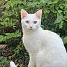 Casper is registered to the contest to win money with this photo: cat, white_cat, heterochromia, blue_eye, green_eye, animal, pet, feline, portrait, outdoor, garden, foliage, leaves, vines, greenery, sitting, fur, whiskers, pointed_ears, nature