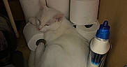 Casper joined the competition — help win amazing prizes! cat, white_cat, sleeping, indoors, bathroom, toilet_paper, toilet_rolls, toilet, bottle, cleaning_supplies, spray_can, towel, shelf, corner, relaxed, feline, pet, white_fur, cluttered_background, household_items