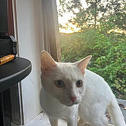 Casper joined the competition — help win amazing prizes! cat, white_cat, animal, pet, feline, window, indoors, outdoors, greenery, trees, sunset, sunlight, portrait, close_up, sitting, curious, blue_eyes, ears, windowsill, keyboard