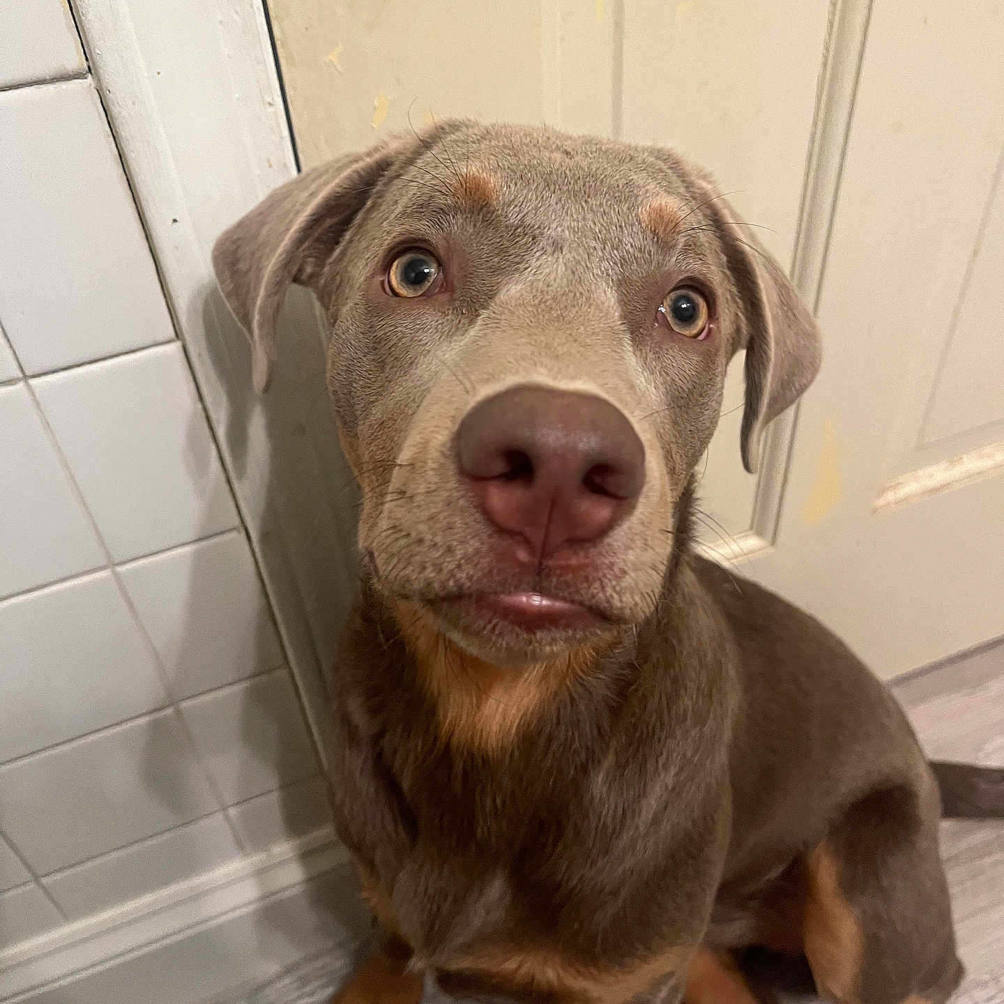 Hazel joined the competition — help win amazing prizes! animal, bulldog, canine, dog, hardwood, hound, indoors, labradorretriever, pet, pitbull, pointer, puppy, snout, terrier, whitedog, wood