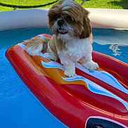 Shadow a rejoint le concours — aidez-le/la à gagner de superbes lots ! dog, inflatable_float, pool, water, summer, outdoor, grass, hammock, pet, animal, fluffy, brown, white, cute, small_dog, sunny, backyard, relaxing, floating, playful