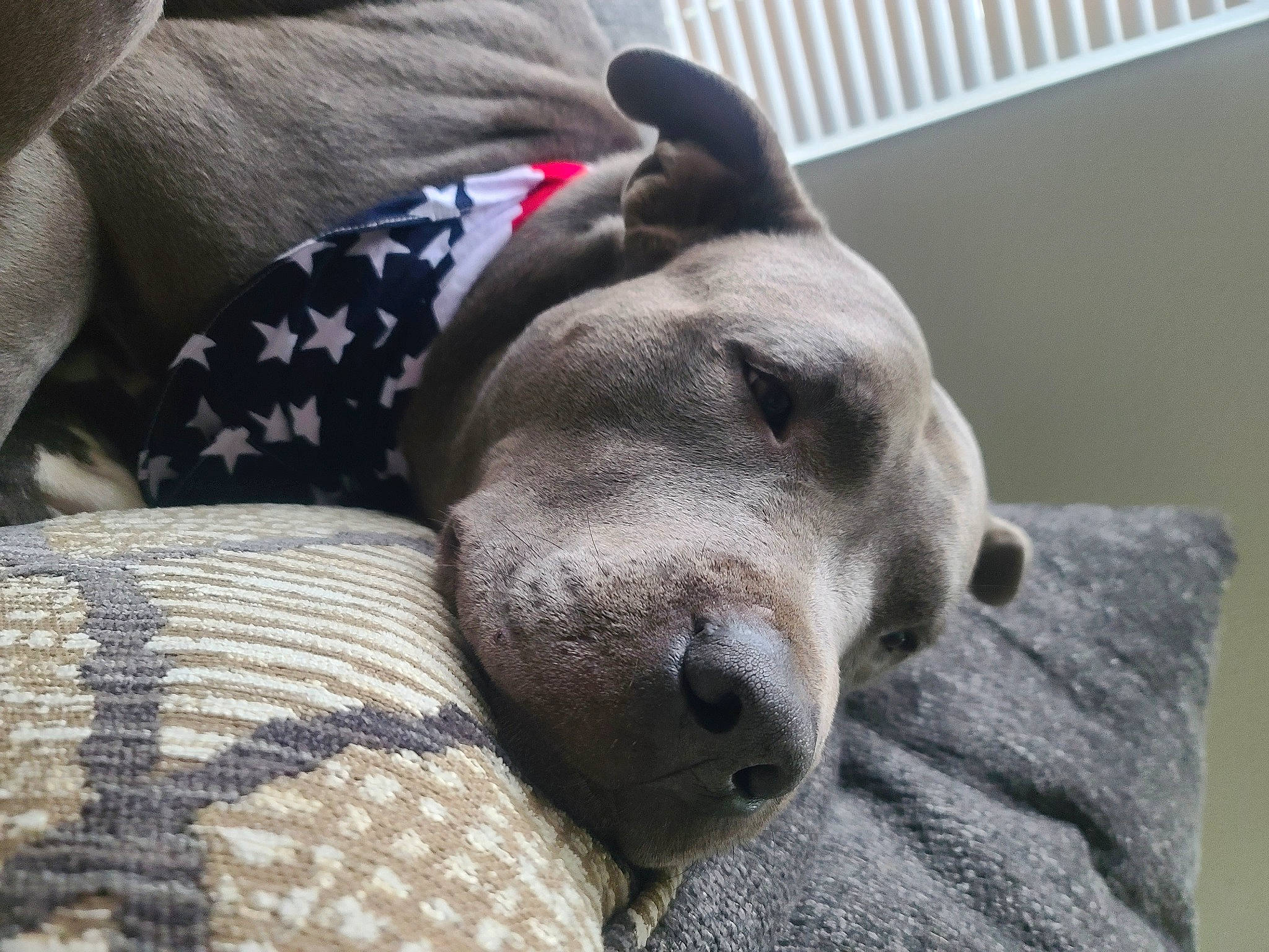 Zeus joined the competition — help win amazing prizes! canidae, carnivore, collar, comfort, companion_dog, dog, dog_breed, dog_supply, fawn, fur, grey, guard_dog, linens, nap, pattern, snout, sporting_group, terrestrial_animal, whiskers, working_animal