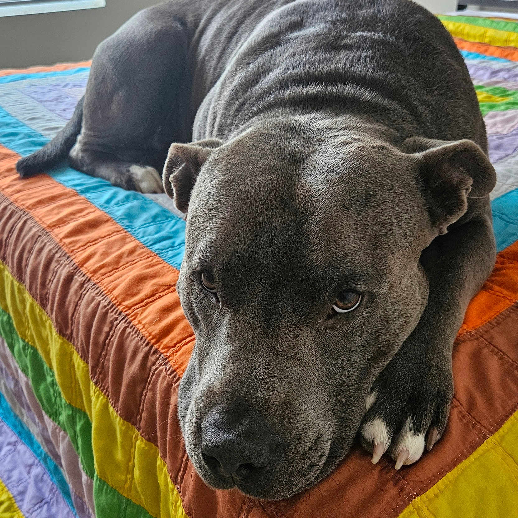 Zeus is registered to the contest to win money with this photo: animal, bed, bedroom, blanket, bulldog, canine, couch, cushion, dog, furniture, homedecor, hound, indoors, interiordesign, pet, pitbull, puppy, quilt, room, snout