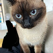 Malou participe au concours pour gagner de l'argent avec cette photo : cat, siamese_cat, blue_eyes, close_up, pet, animal, whiskers, fur, domestic, indoor, remote_control, curious, cute, feline, close_up_face, household, soft_lighting, focused, portrait, cozy