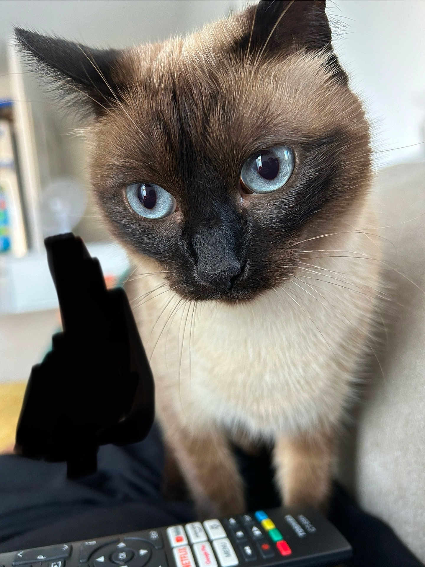 Malou participe au concours pour gagner de l'argent avec cette photo : cat, siamese_cat, blue_eyes, close_up, pet, animal, whiskers, fur, domestic, indoor, remote_control, curious, cute, feline, close_up_face, household, soft_lighting, focused, portrait, cozy