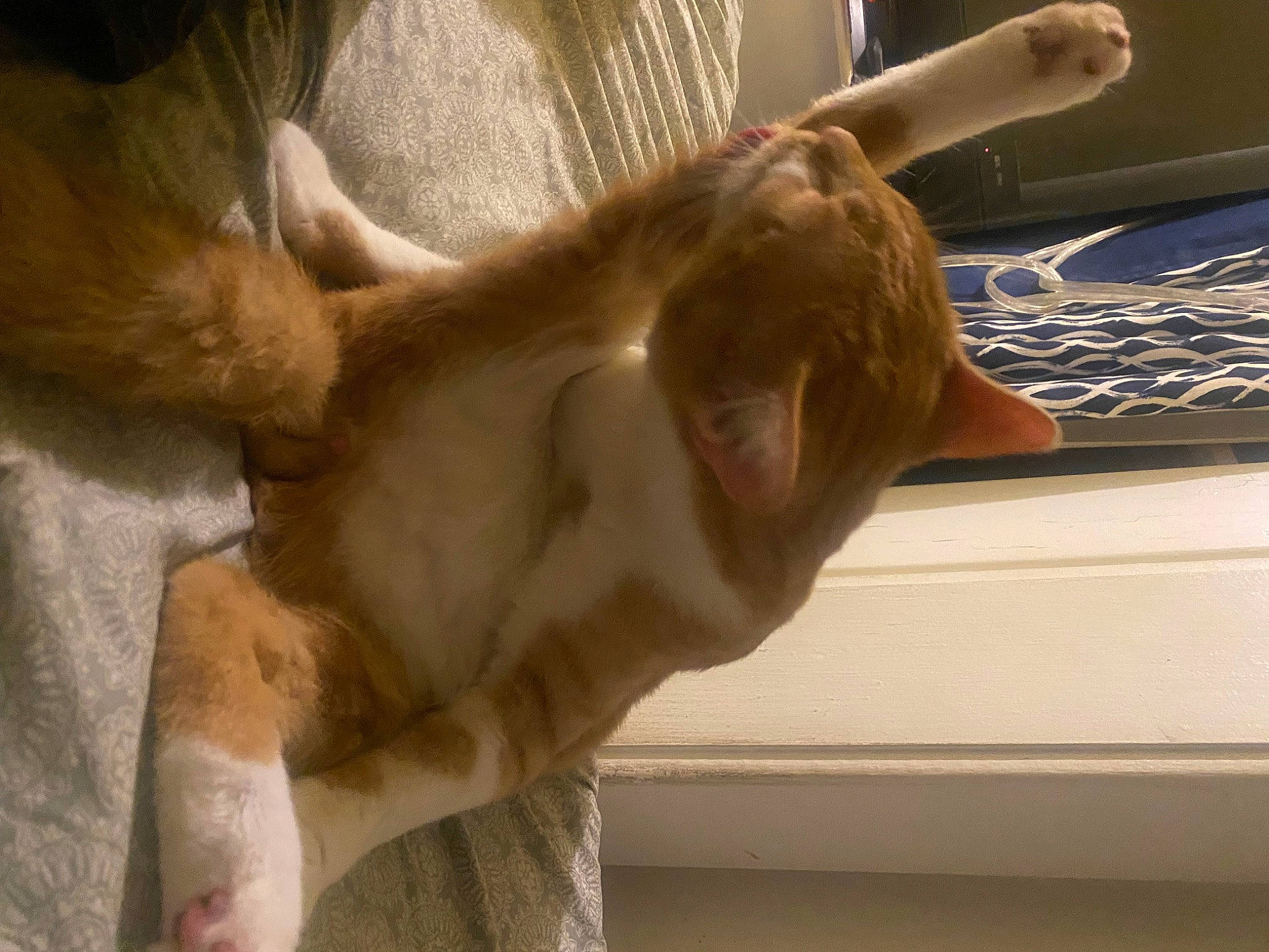 Finley is registered to the contest to win money with this photo: canidae, carnivore, comfort, companion_dog, dog, dog_breed, ear, fawn, felidae, fur, gesture, liver, paw, small_to_medium_sized_cats, snout, sporting_group, tail, whiskers, window, wood