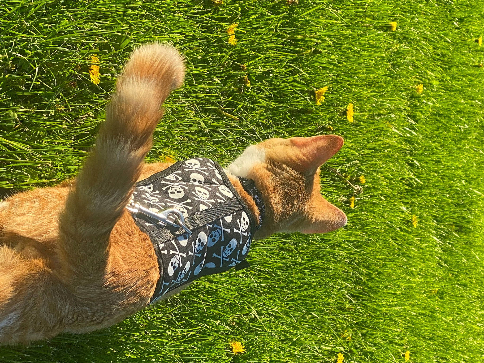 Finley joined the competition — help win amazing prizes! art, companion_dog, dog_breed, fawn, felidae, fox_squirrel, grass, grass_family, grassland, groundcover, human_leg, lawn, leaf, leisure, meadow, people_in_nature, plant, small_to_medium_sized_cats, tail, tree
