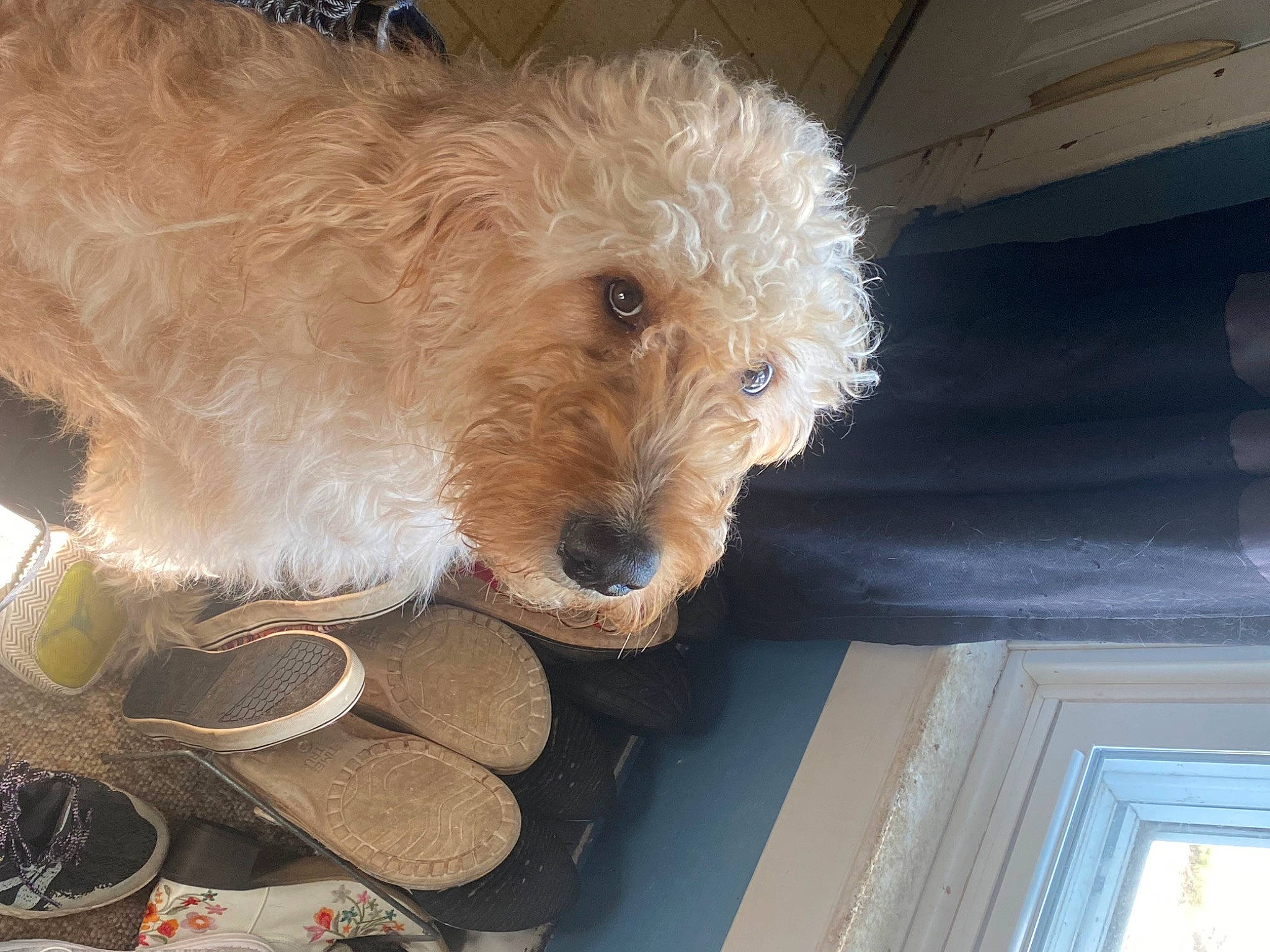 Tobey is registered to the contest to win money with this photo: canidae, carnivore, companion_dog, dog, dog_breed, dog_supply, fawn, fur, irish_terrier, lakeland_terrier, non_sporting_group, pet_supply, small_terrier, sporting_group, terrier, toy_dog, welsh_terrier, wood, working_animal, working_terrier