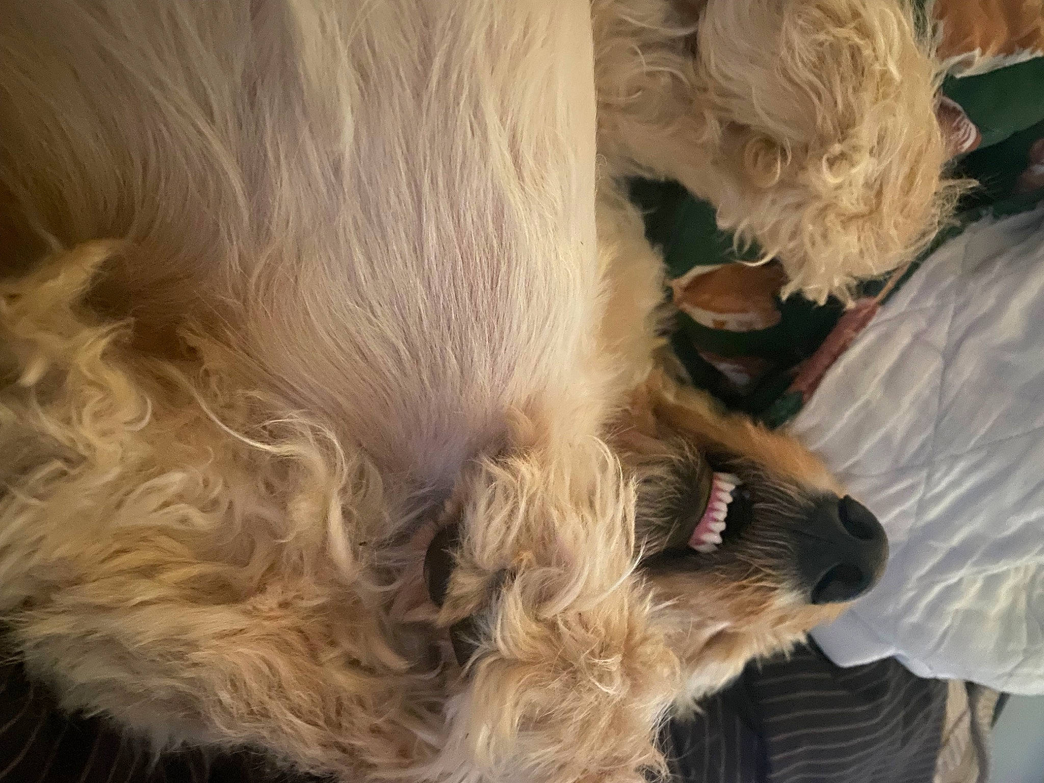 Tobey joined the competition — help win amazing prizes! airedale_terrier, carnivore, companion_dog, dog, dog_breed, dog_collar, ear, fawn, fur, gesture, human_leg, liver, pet_supply, snout, sporting_group, tail, terrier, toy_dog, whiskers, working_animal