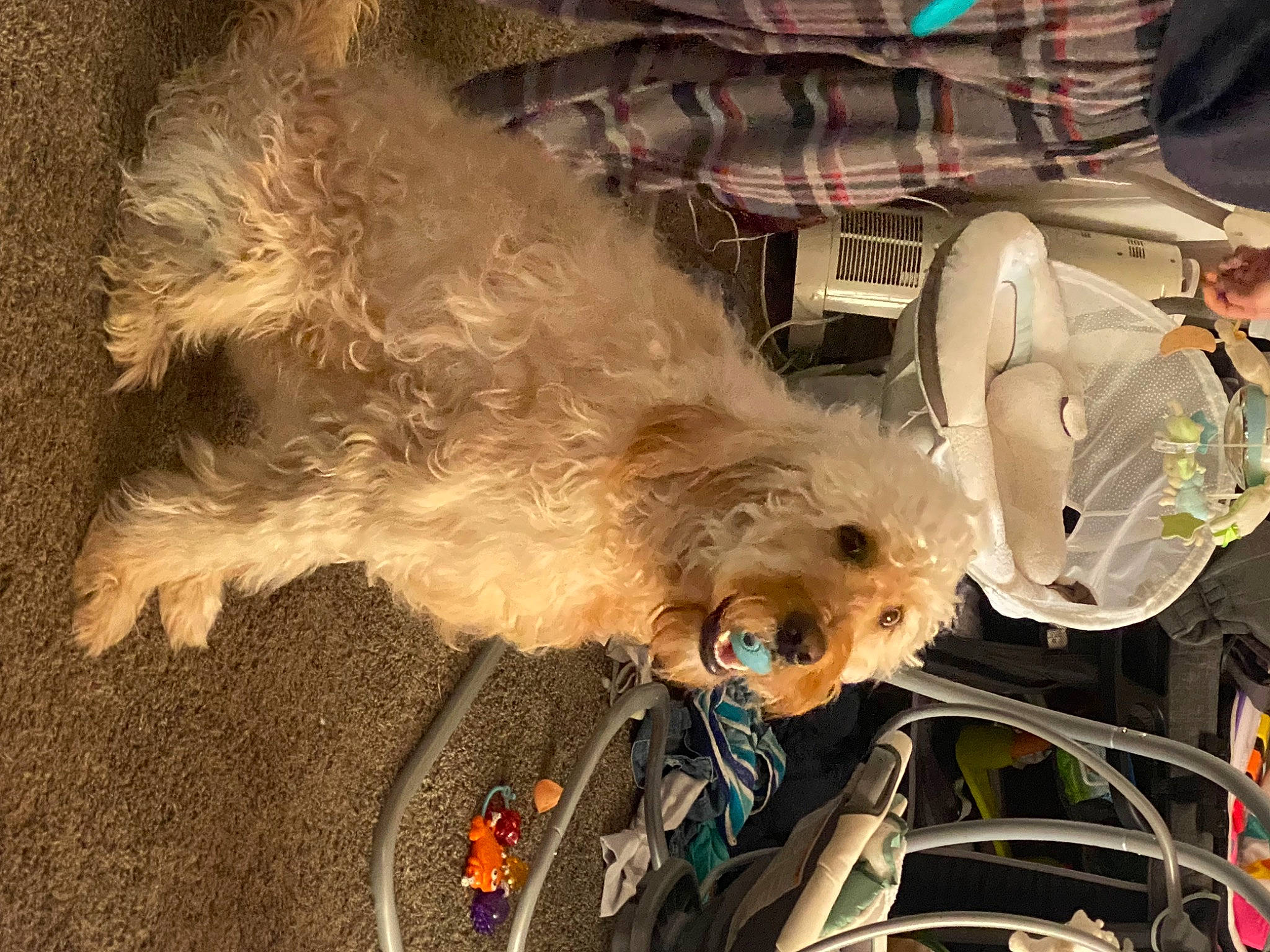 Tobey is registered to the contest to win money with this photo: auto_part, canidae, carnivore, companion_dog, costume, dog, dog_breed, eyewear, fashion_accessory, feather, fur, small_terrier, snout, sporting_group, sunglasses, terrier, toy, toy_dog, whiskers, wing