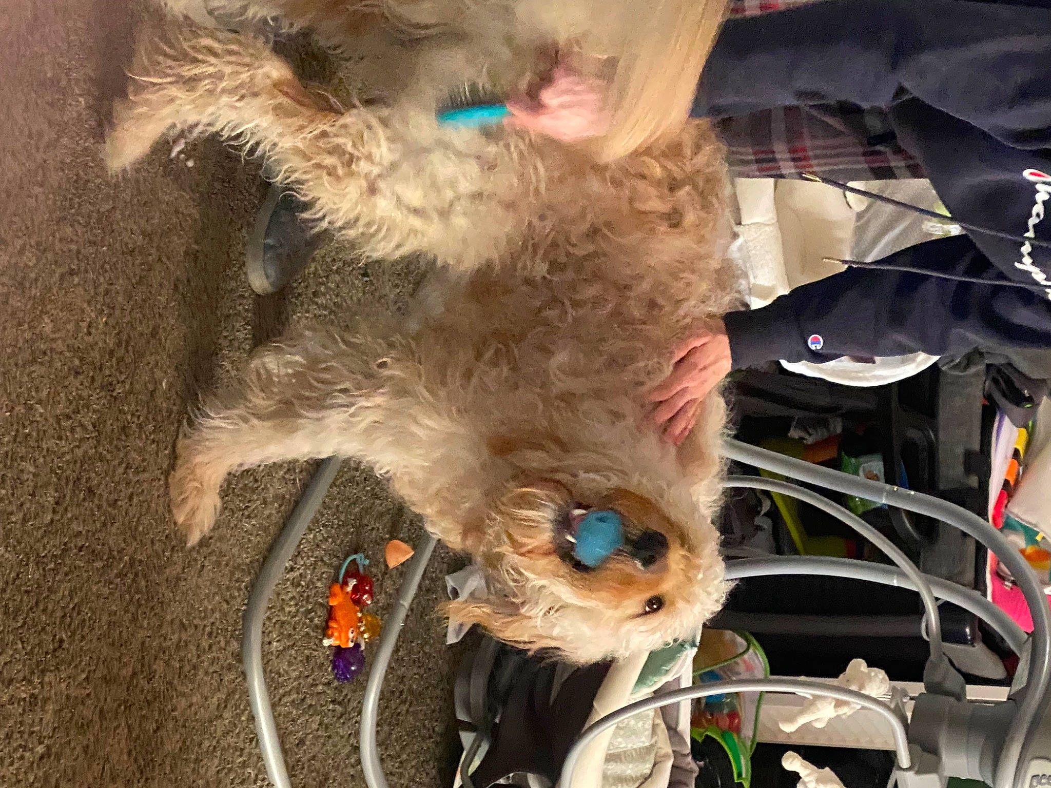 Tobey joined the competition — help win amazing prizes! auto_part, carnivore, claw, collar, companion_dog, dog_breed, eyewear, felidae, fur, lap, motor_vehicle, paw, small_to_medium_sized_cats, snout, tail, terrier, toy_dog, vehicle, whiskers, windshield