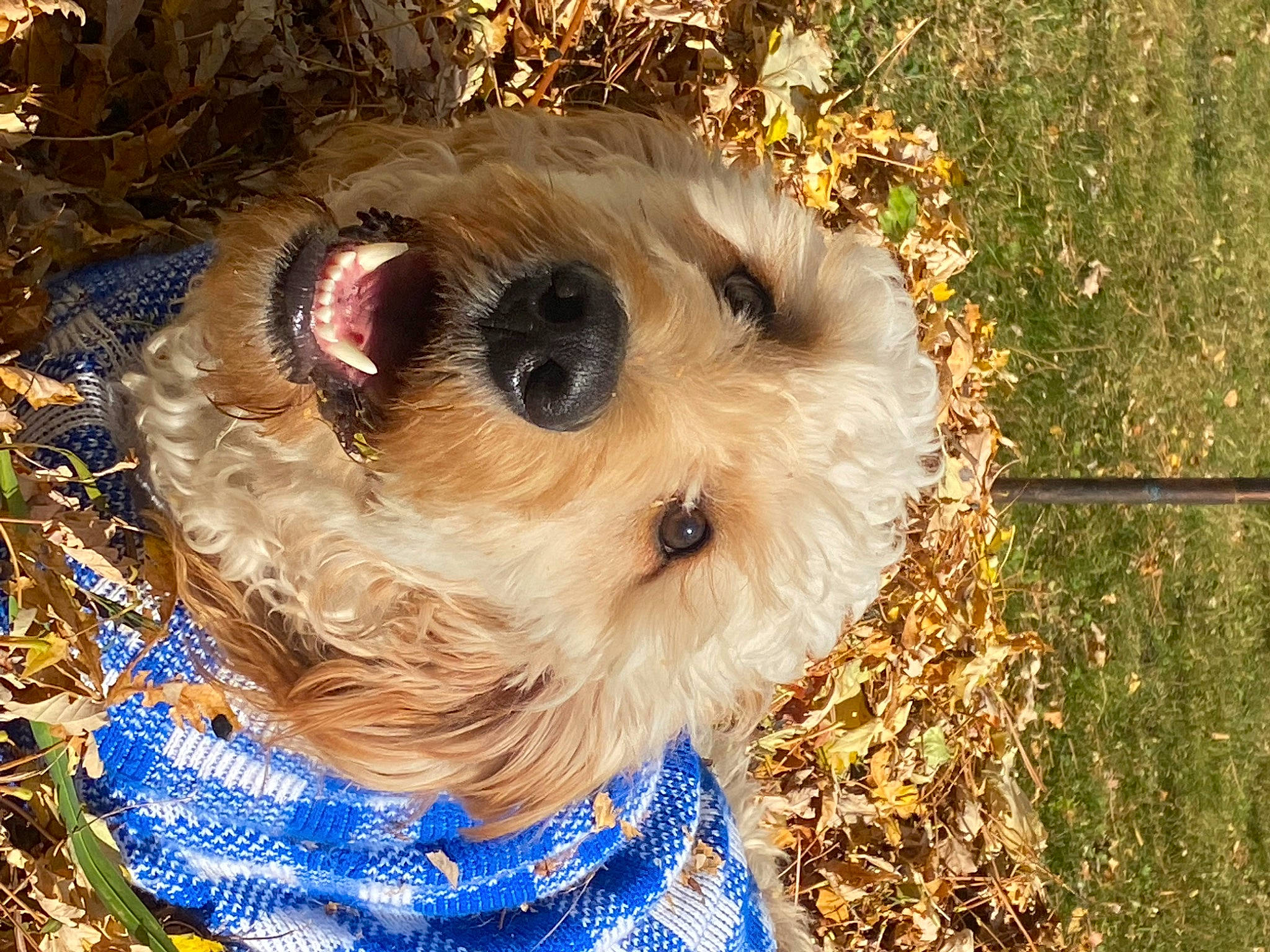 Tobey is registered to the contest to win money with this photo: canidae, carnivore, cockapoo, companion_dog, dog, dog_breed, dog_clothes, fawn, fur, grass, puppy_love, small_terrier, snout, sporting_group, stuffed_toy, sunglasses, terrier, toy, toy_dog, wood