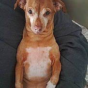 Savior joined the competition — help win amazing prizes! animal, brown_dog, canine, close_up, companion, cute, dog, domestic_animal, fur, grey_sleeve, indoor, looking_at_camera, lying_down, person_arm, pet, portrait, relaxed, resting, small_dog, white_paws