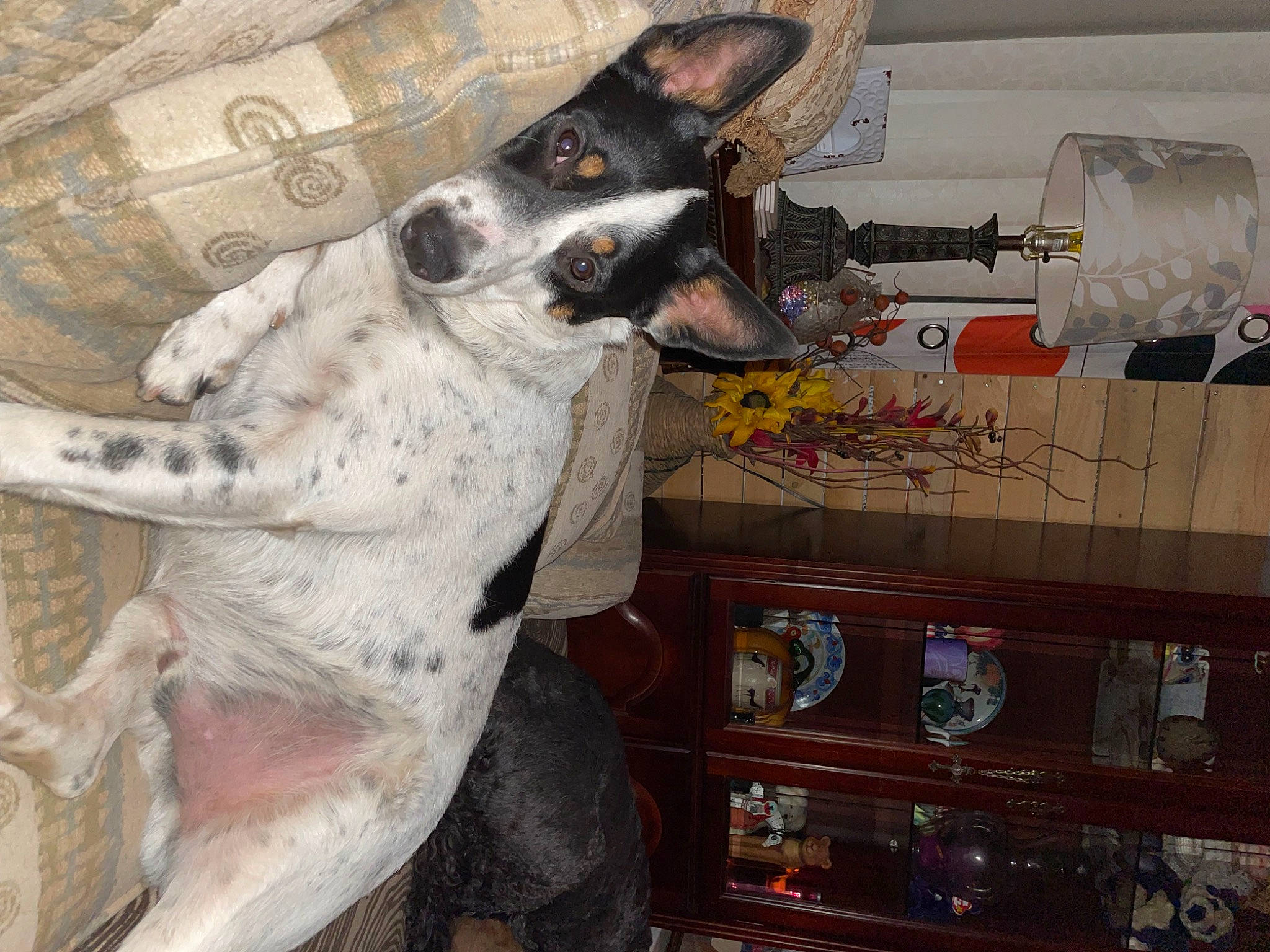 Sam is registered to the contest to win money with this photo: bottle, canidae, carnivore, collar, companion_dog, couch, dog, dog_breed, fawn, fur, guard_dog, non_sporting_group, paw, snout, sporting_group, tableware, texas_heeler, whiskers, working_animal