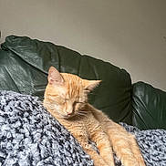 Olivia Benson is registered to the contest to win money with this photo: animal, blanket, cat, comfort, couch, cozy, ears, feline, fur, home, indoor, leather, nap, orange_cat, paw, pet, relaxed, resting, sleeping, whiskers