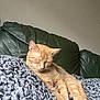 animal, blanket, cat, comfort, couch, cozy, ears, feline, fur, home, indoor, leather, nap, orange_cat, paw, pet, relaxed, resting, sleeping, whiskers