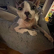 Chippy is registered to the contest to win money with this photo: dog, pet, animal, portrait, wide_eyed, floppy_ears, short_hair, white_and_brown, sitting, lounging, couch, chair, blanket, living_room, indoors, television, remote_control, cozy, close_up, funny