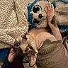 Chippy joined the competition — help win amazing prizes! cat, hairless_cat, sphynx_cat, stuffed_animal, plush_dog, pet, animal, upside_down, lying_down, pink_clothing, blue, white, blanket, bed, cozy, indoor, close_up, playful, funny, portrait