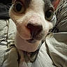 Chippy joined the competition — help win amazing prizes! dog, puppy, pet, animal, close_up, portrait, wide_eyes, large_nose, floppy_ears, white_fur, brown_patches, short_hair, indoors, bed, bedding, blanket, cuddling, funny, adorable, curious