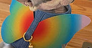 Chippy joined the competition — help win amazing prizes! cat, sphynx_cat, hairless_cat, rainbow_wings, costume, pet, animal, green_eyes, wide_eyed, bell, harness, denim, indoor, wooden_floor, heater, portrait, close_up, colorful, funny, superhero