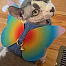 cat, sphynx_cat, hairless_cat, rainbow_wings, costume, pet, animal, green_eyes, wide_eyed, bell, harness, denim, indoor, wooden_floor, heater, portrait, close_up, colorful, funny, superhero