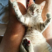 Izzy a rejoint le concours — aidez-le/la à gagner de superbes lots ! animal, cat, closeup, curious, cute, domestic, fur, human, indoor, kitten, legs, paw, pet, pink_paw_pads, playful, relaxation, resting, sunlight, tabby, whiskers