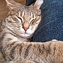 cat, close_up, comfort, cozy, cute, denim, domestic_animal, feline, fur, indoor, jeans, lap, nose, paw, pet, relaxed, resting, sleeping, tabby_cat, whiskers
