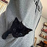 kitten, black_cat, hoodie, pocket, indoor, sitting, cozy, curious, pet, animal, feline, gray_clothing, shelf, bottles, certificate, wall, home, cute, young, small