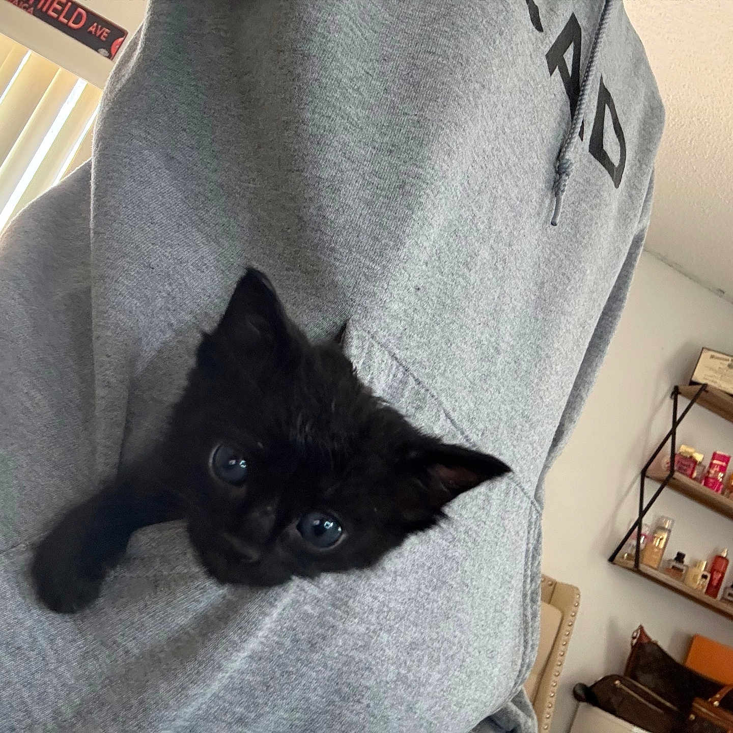 Proverbs is registered to the contest to win money with this photo: kitten, black_cat, hoodie, pocket, indoor, sitting, cozy, curious, pet, animal, feline, gray_clothing, shelf, bottles, certificate, wall, home, cute, young, small