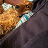 animal, blanket, close_up, couch, cozy, curly_fur, cushion, dog, golden_dog, home, indoors, long_hair, lying_down, pet, portrait, relaxing, side_eye, sofa, striped_fabric, upside_down