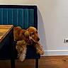 brown_fur, chair, collar, dog, fluffy, golden_retriever, home, indoor, long_hair, lounging, paws, pet, portrait, relaxed, restaurant, sitting, table, teal_upholstery, wall, wooden_floor