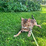 Coco Chanel joined the competition — help win amazing prizes! cat, bengal_cat, grass, leash, outdoor, garden, plants, flowers, greenery, sunlight, pet, animal, nature, feline, curious, resting, summer, daytime, closeup, mammal