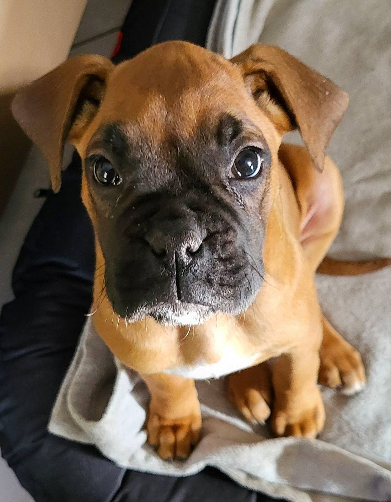 Yuna participe au concours pour gagner de l'argent avec cette photo : biting, bored, canidae, carnivore, companion_dog, dog, dog_breed, dog_supply, fawn, molosser, non_sporting_group, plant, snout, sporting_group, terrestrial_animal, toy_dog, whiskers, working_animal, working_dog, wrinkle