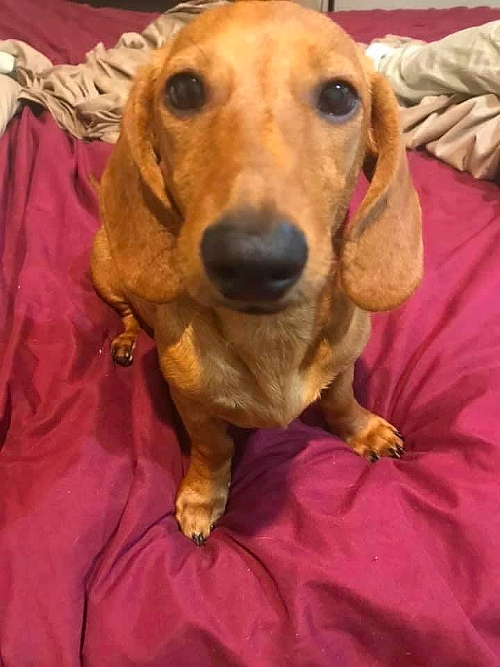 Bailey is registered to the contest to win money with this photo: ancient_dog_breeds, canidae, carnivore, companion_dog, dog, dog_breed, dog_supply, ear, fawn, fur, hound, hunting_dog, liver, magenta, pet_supply, puppy, snout, sporting_group, whiskers, working_animal