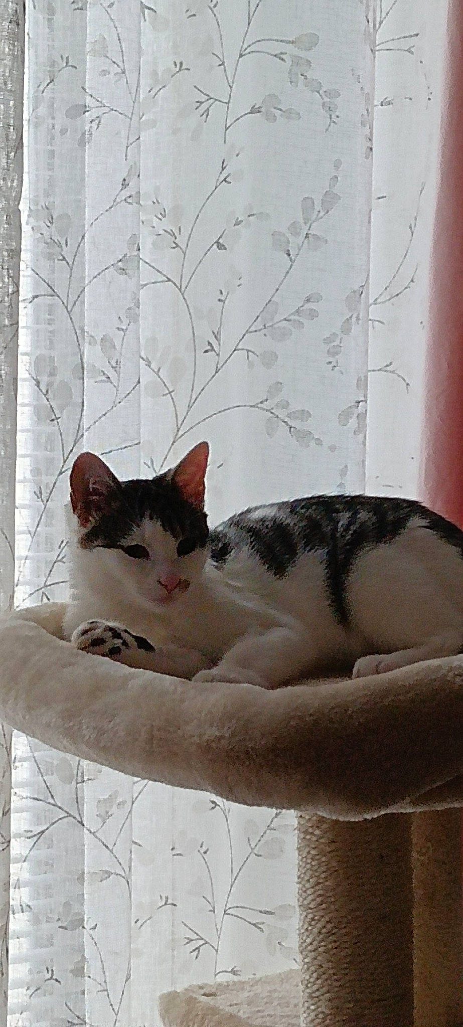 Sirius